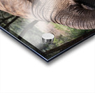 Orphaned elephants rehab center Sheldrick wildlife Acrylic print