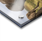 African elephant Amboseli National Park Kenya Acrylic print