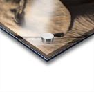 Orphaned elephants rehab center Sheldrick wildlife Acrylic print