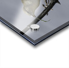 Little weaver Acrylic print