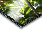 Bird of Paradise Papua New Guinea  Acrylic print