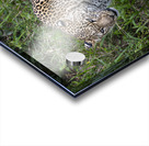 Leopard Acrylic print