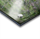 Lionness masai mara Acrylic print