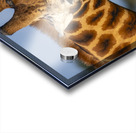 Giraffe Lake Nakuru kenya Acrylic print