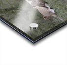 Lions masai mara Acrylic print