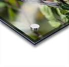 Chickadee Acrylic print