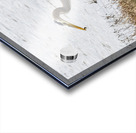 Great Blue Haron Acrylic print