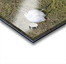 Egert Amboseli National Park Kenya Acrylic print