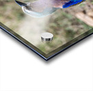 Iilac breasted roller Acrylic print