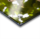 Grey headed kingfisher Amboseli National Park Kenya Acrylic print