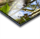 Speckled mousebird Sweetwaters kenya Acrylic print