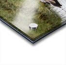 Yellow billed stork Lake Nakuru kenya Acrylic print