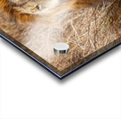 Lion Masai Mara kenya Africa Acrylic print