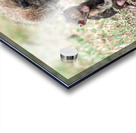 Baboon Lake Nakuru Africa Acrylic print