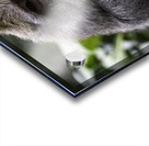 Monkey Forest Bali Acrylic print