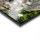 Monkey Forest Bali Acrylic print