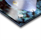 Parrot fish Acrylic print