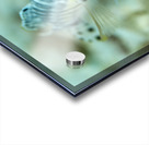 Blenny  Acrylic print