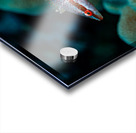 Speckled Maori Wrasse Milolii dock Kona Hawaii Acrylic print