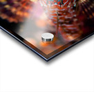 Longfin sculpin Keystone jetty Washington state Acrylic print