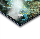 White tipped nudibranch Acrylic print