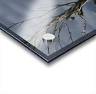 Blue haron pitt lake B.C Acrylic print