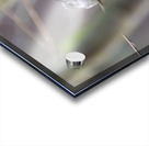 Anns Hummingbird  Fort Langley  Acrylic print