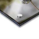 Anns Hummingbird  Fort Langley  Acrylic print