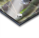 Anns Hummingbird  Fort Langley  Acrylic print