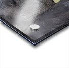 Elephant with baby Amboseli National Park Kenya  Acrylic print