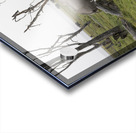 Elephant Amboseli National Park Kenya Acrylic print