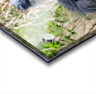 Great Blue Haron 2 Acrylic print