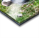 Great Blue Haron Acrylic print