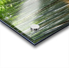 Bamboo forest Kyoto Japan Acrylic print