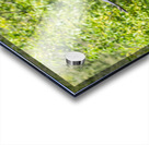 rifel bird sanctuary Acrylic print