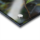 Rufous Hummingbird 3 Acrylic print