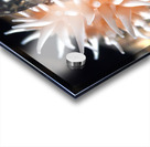 Fish eating anemone Mukilteo Washington USA Acrylic print