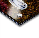 Willan s Chromodoris Nudibranch Mukilteo Washington USA Acrylic print