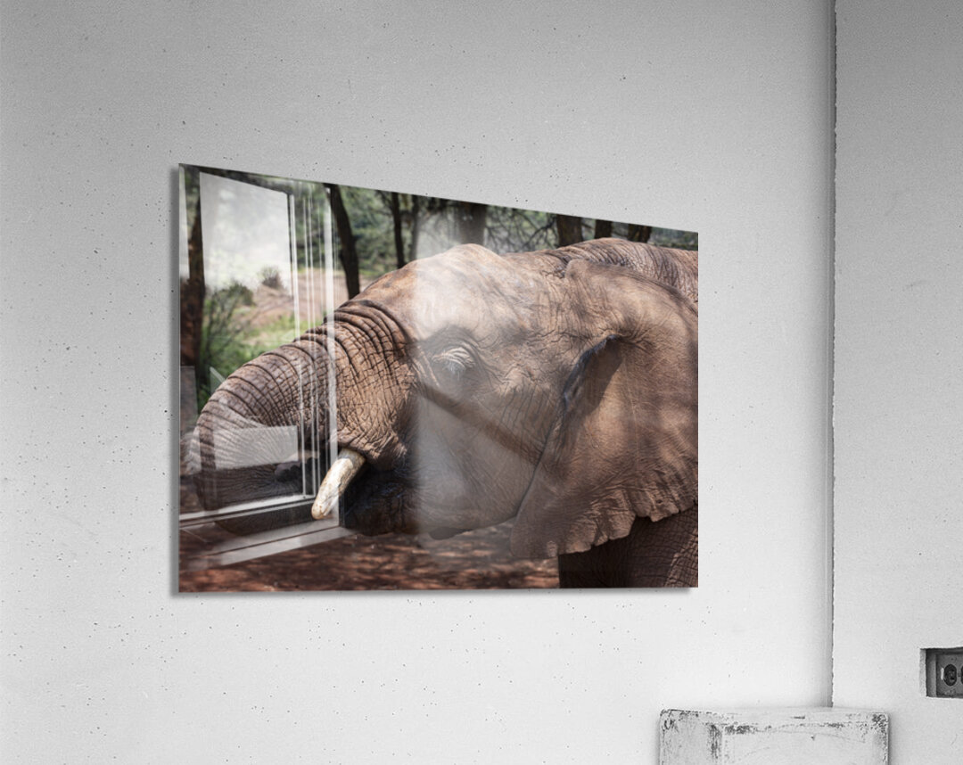 Orphaned elephants rehab center Sheldrick wildlife Acrylic Print