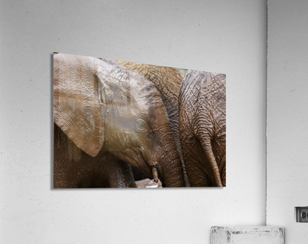 Orphaned elephants rehab center Sheldrick wildlife Acrylic Print