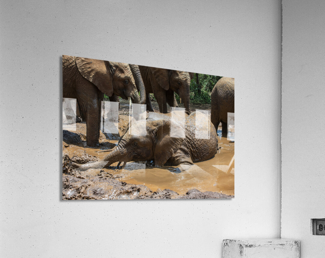 Orphaned elephants rehab center Sheldrick wildlife Acrylic Print