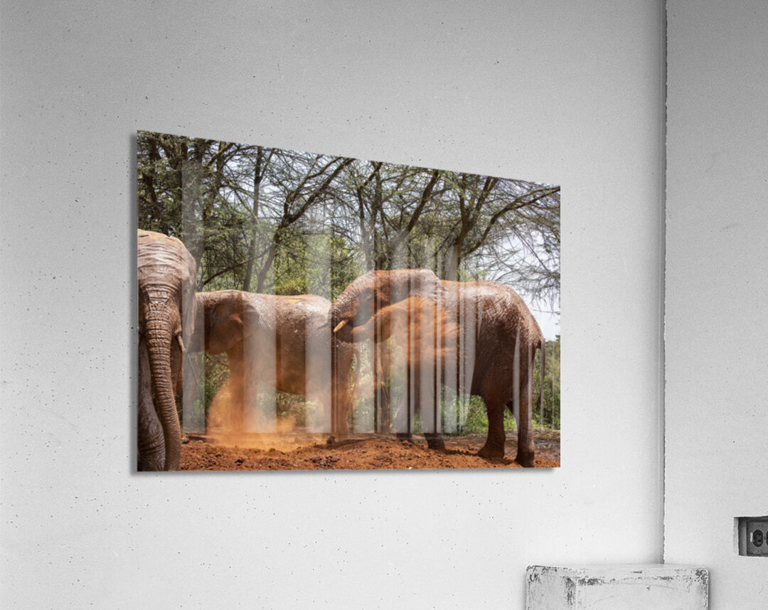 Orphaned elephants rehab center Sheldrick wildlife Acrylic Print