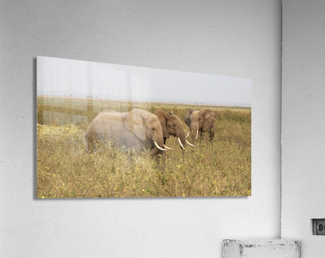 African Elephants Amboseli National Park Kenya Acrylic Print