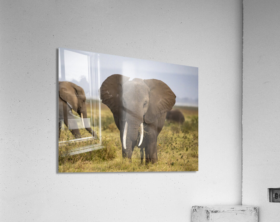 African elephant Amboseli National Park Kenya Acrylic Print