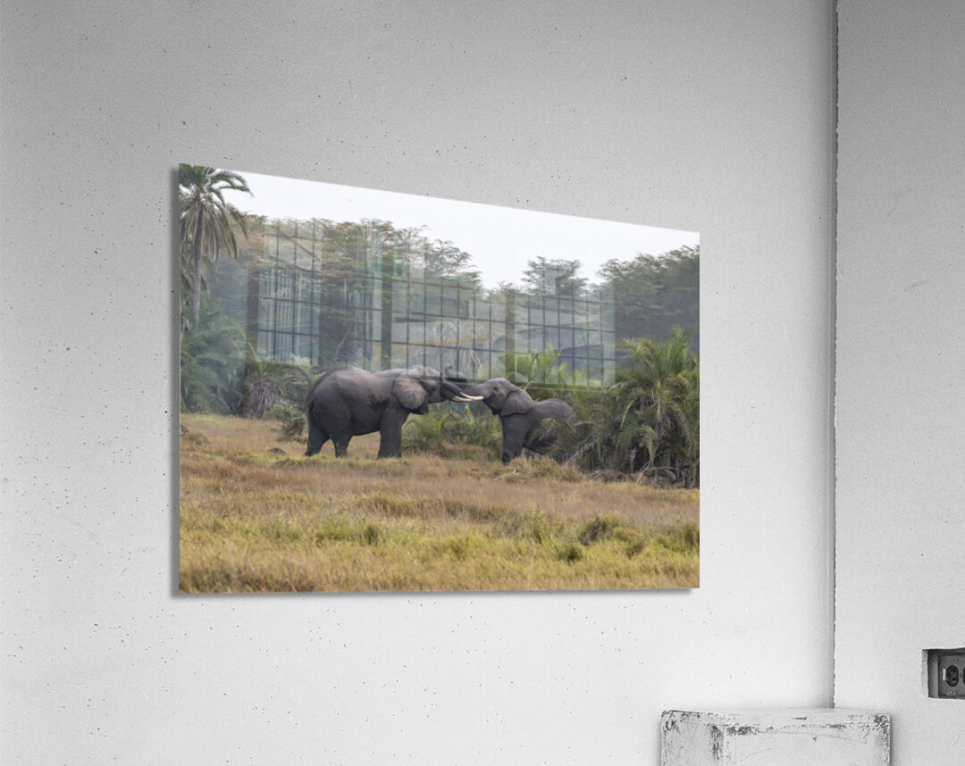  Elephants Amboseli National Park Kenya Acrylic Print