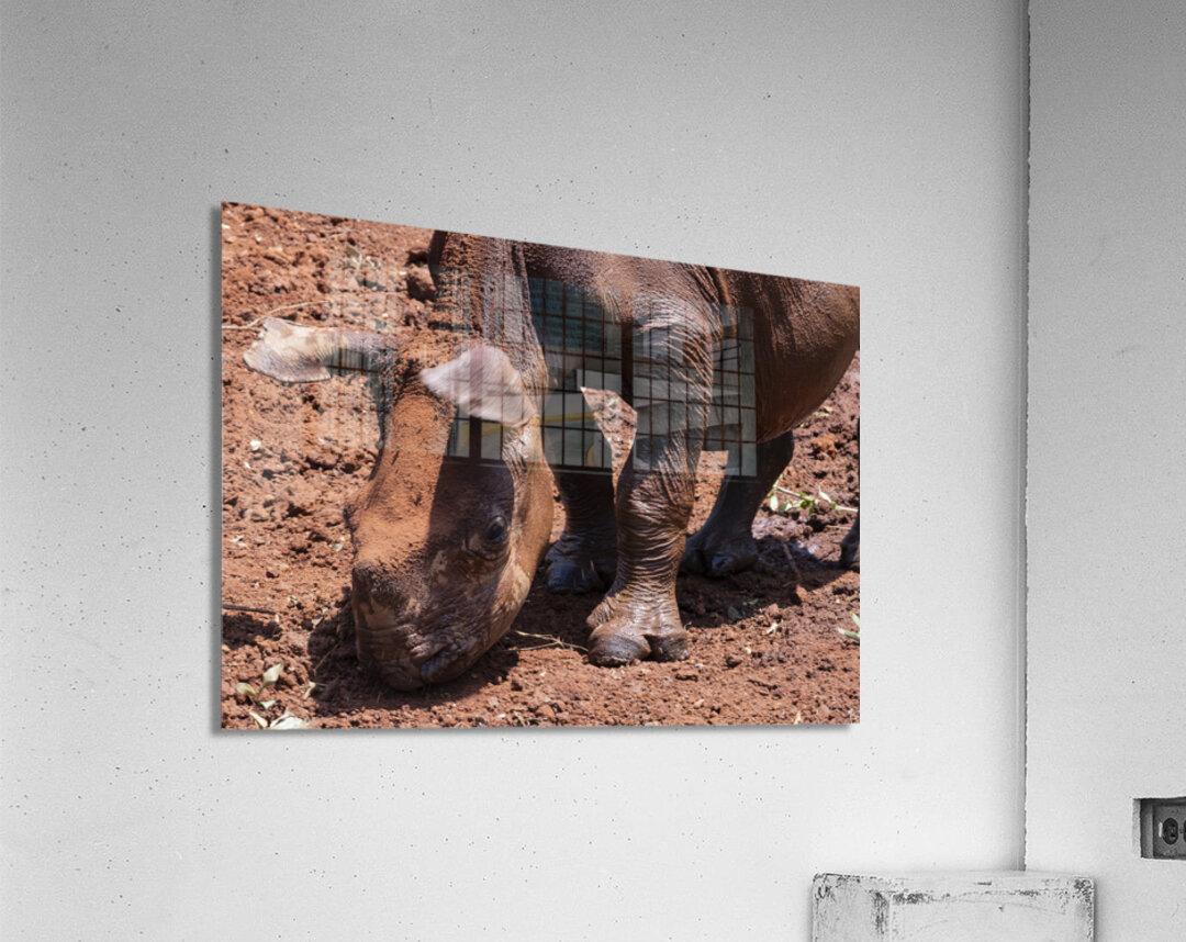 Sheldrick wildlife trust Nairobi  Acrylic Print