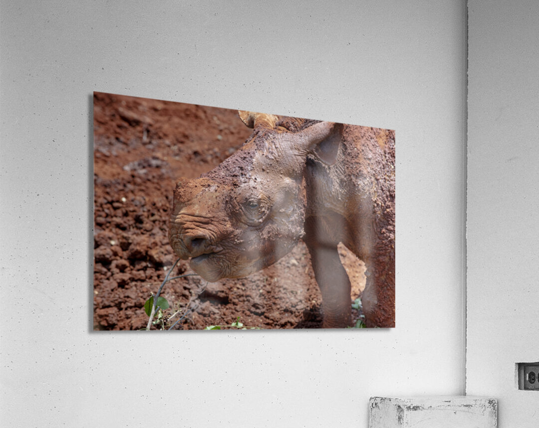Sheldrick wildlife trust Nairobi Acrylic Print