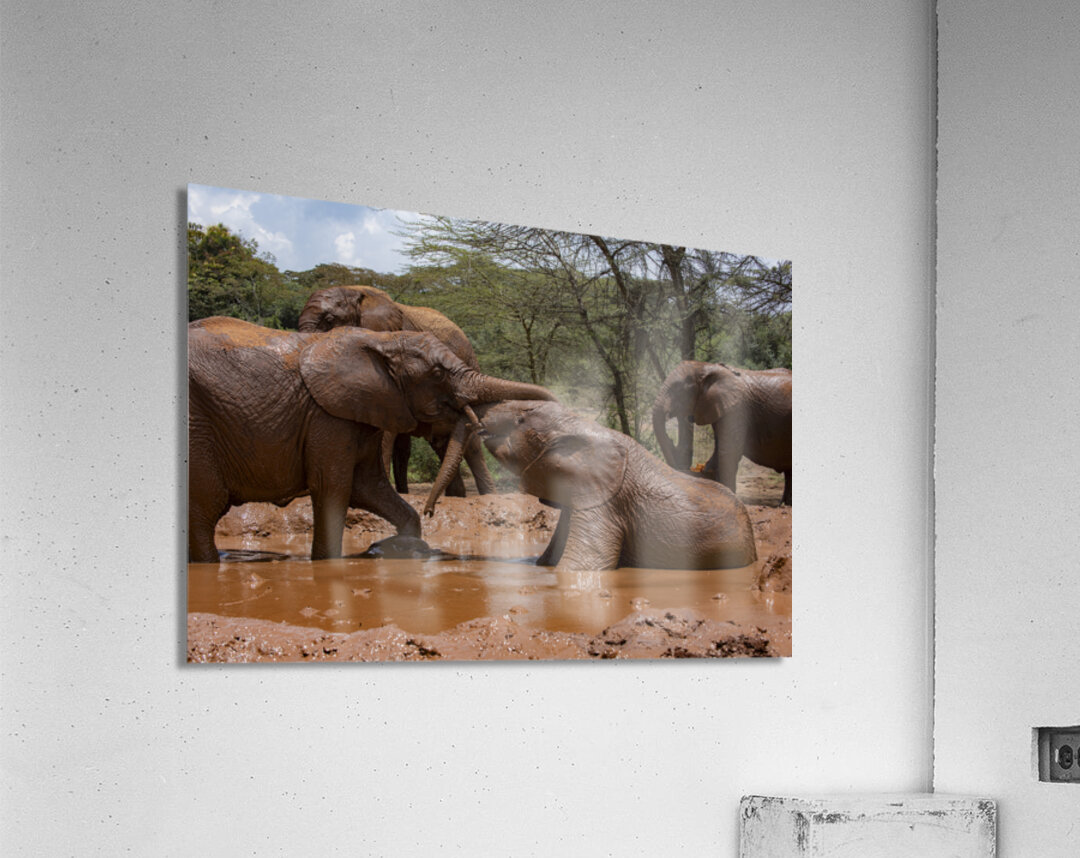 Orphaned elephants rehab center Sheldrick wildlife Acrylic Print