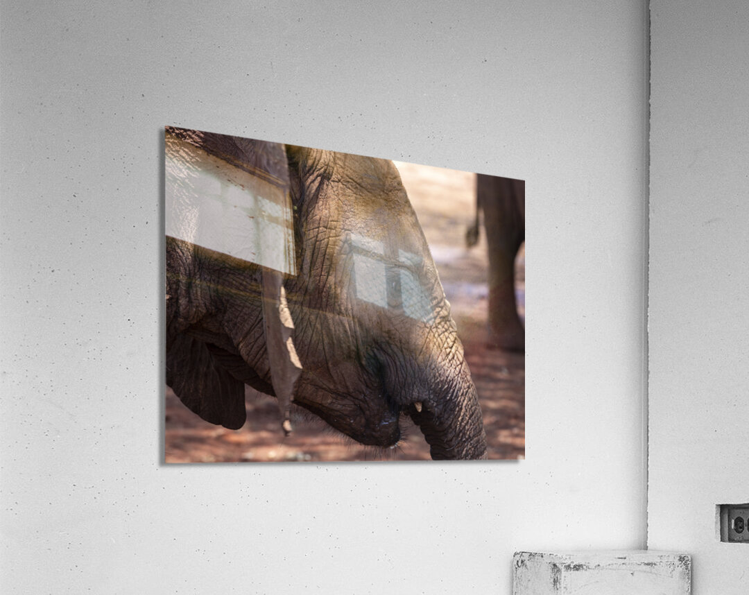 Orphaned elephants rehab center Sheldrick wildlife Acrylic Print