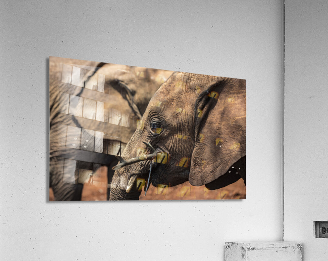 Orphaned elephants rehab center Sheldrick wildlife Acrylic Print